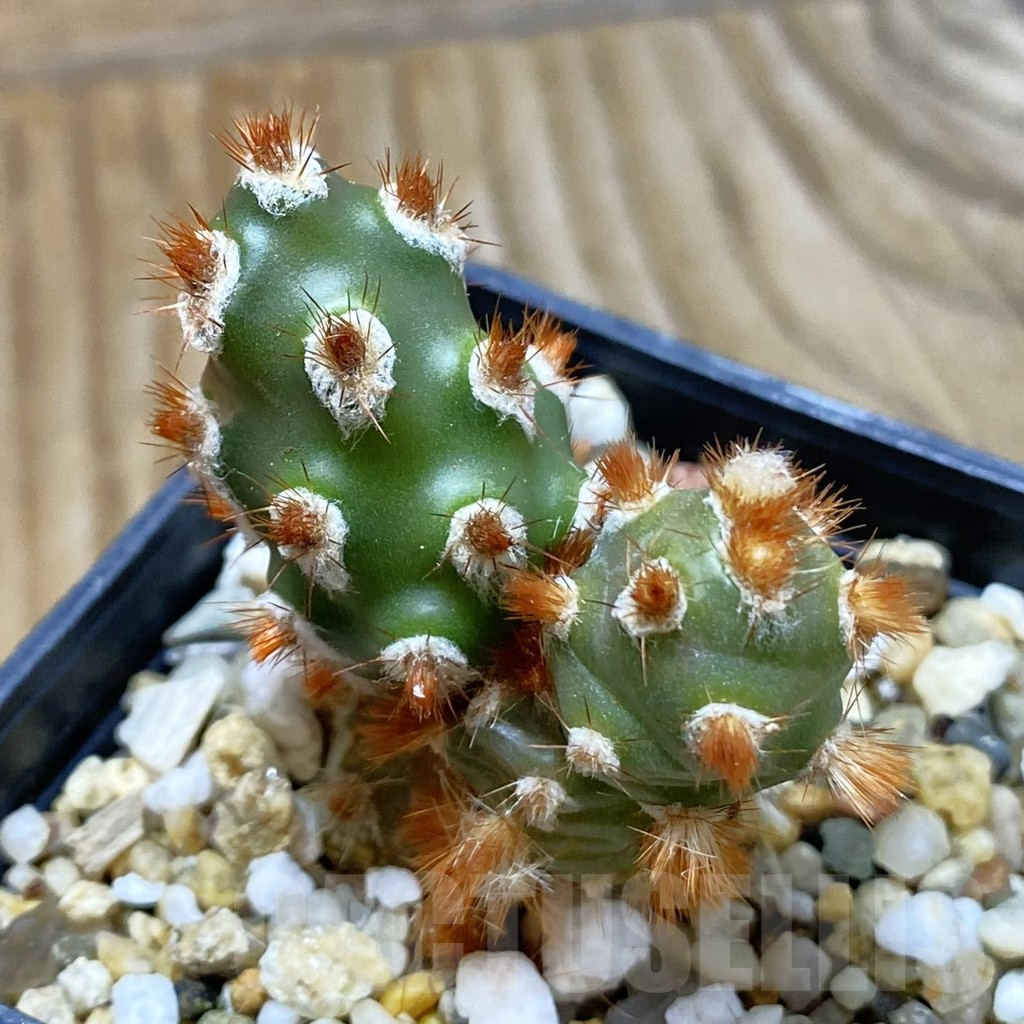 SH8121 Tephrocactus molinensis
