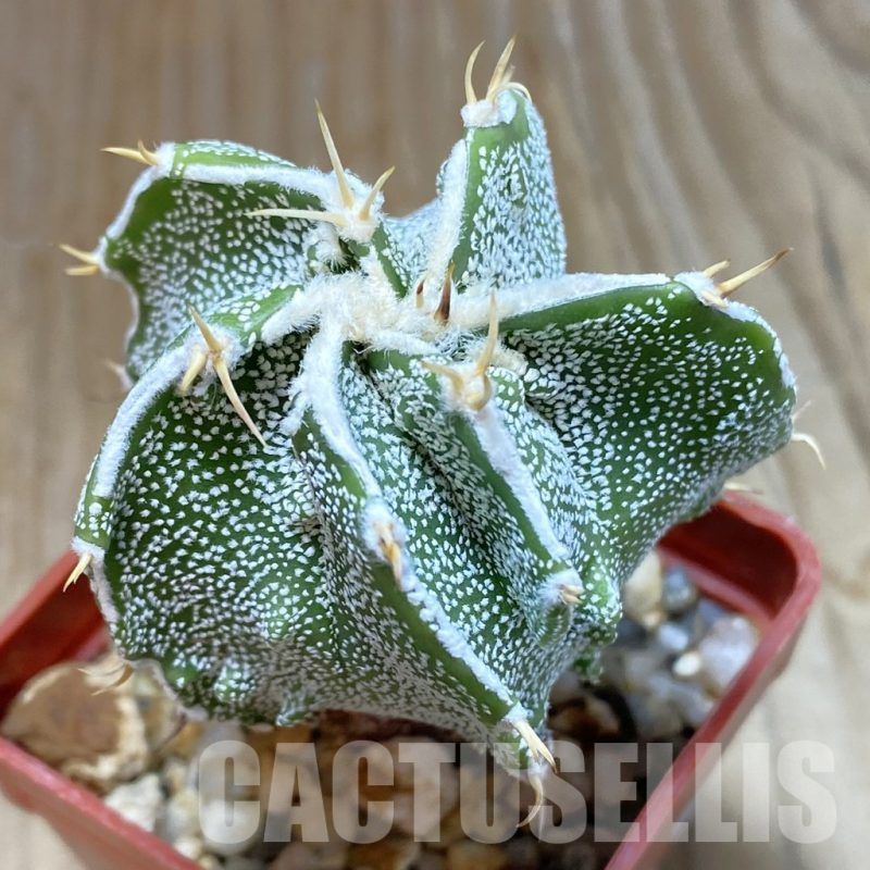 SH8061 Astrophytum ornatum hybrid
