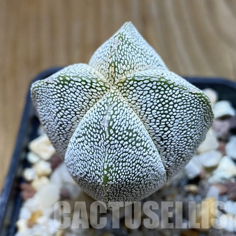 SH8068 Astrophytum myriostigma ‘Onzuka’ f. quadricostatum