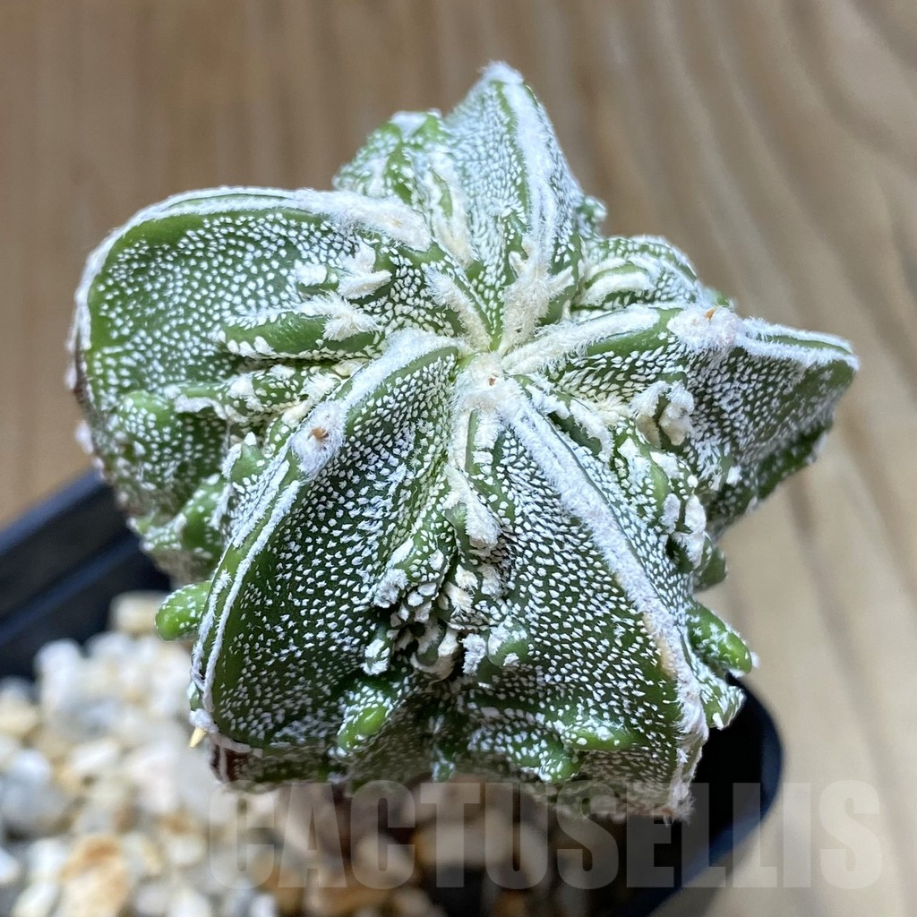 SH8071 Astrophytum myriostigma ‘Fukuryu’