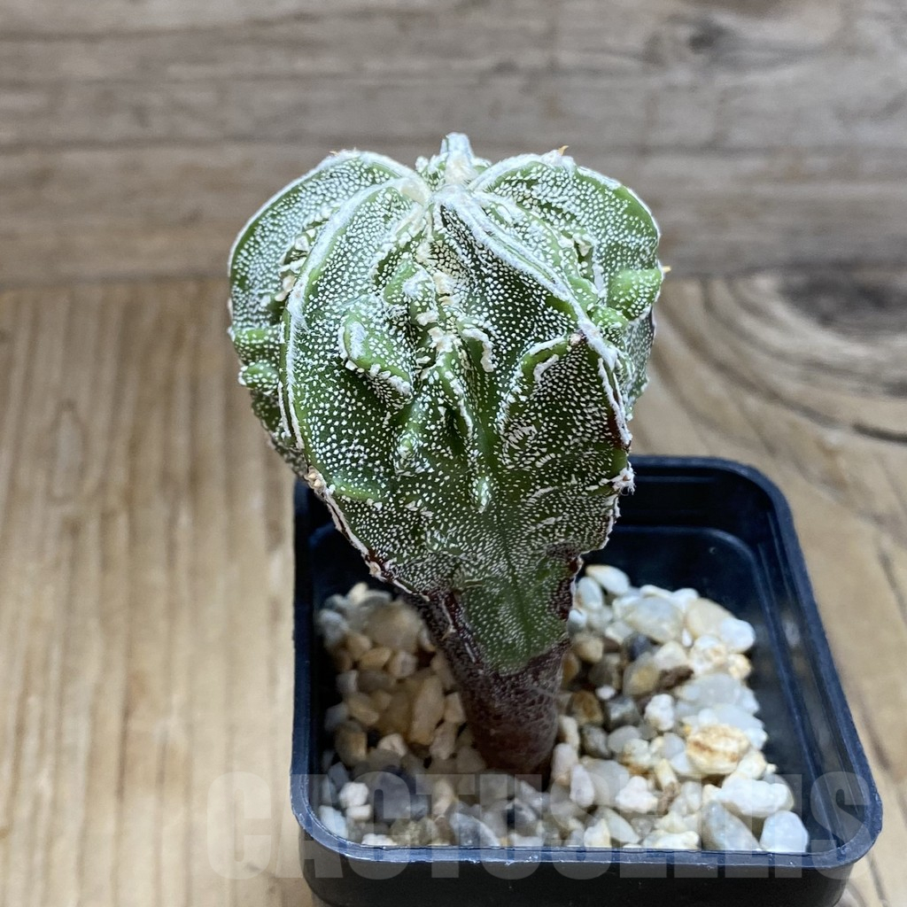 SH8071 Astrophytum myriostigma ‘Fukuryu’ - Image 2