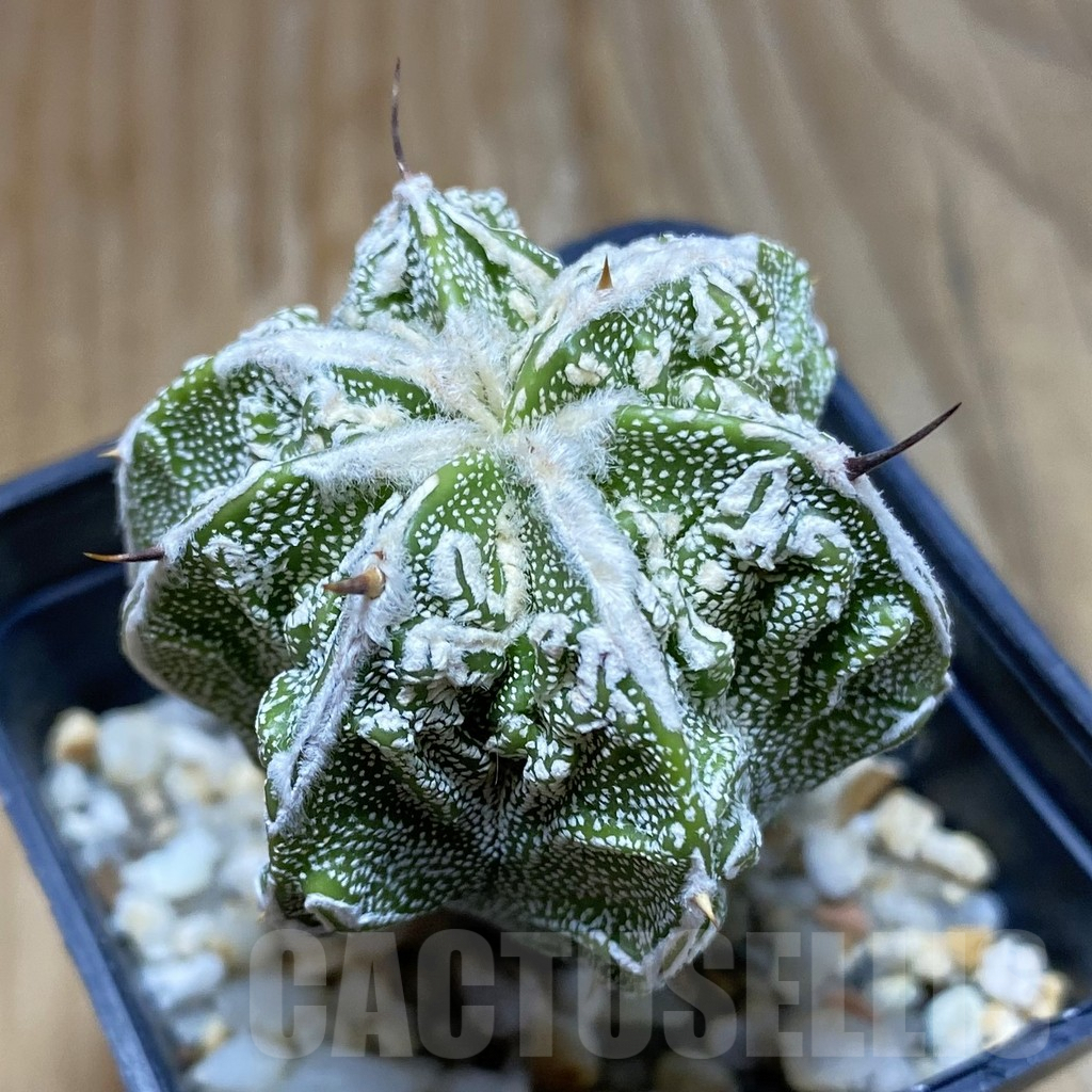 SH8073 Astrophytum ornatum ‘Fukuryu’