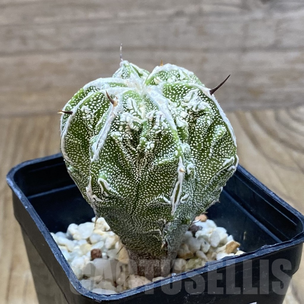 SH8073 Astrophytum ornatum ‘Fukuryu’ - Image 2