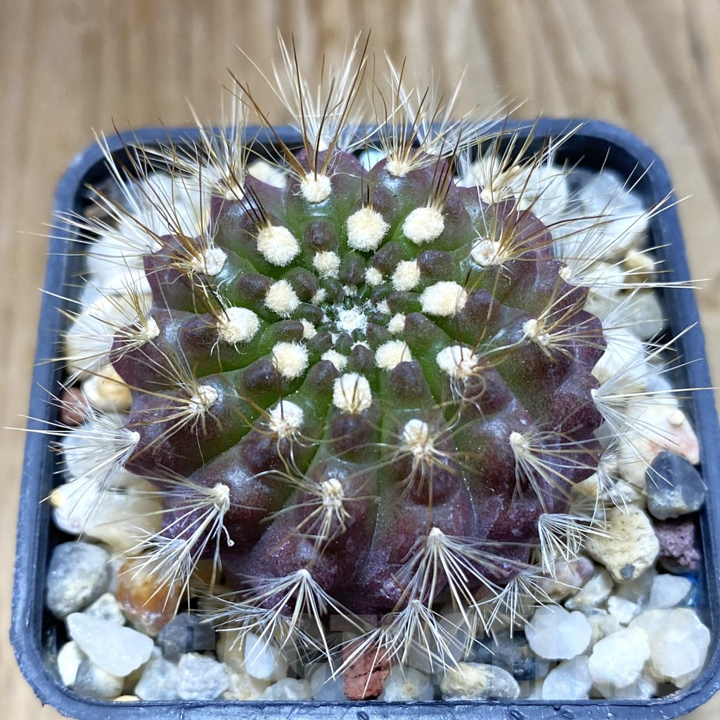 SH8074 Neoporteria villosa