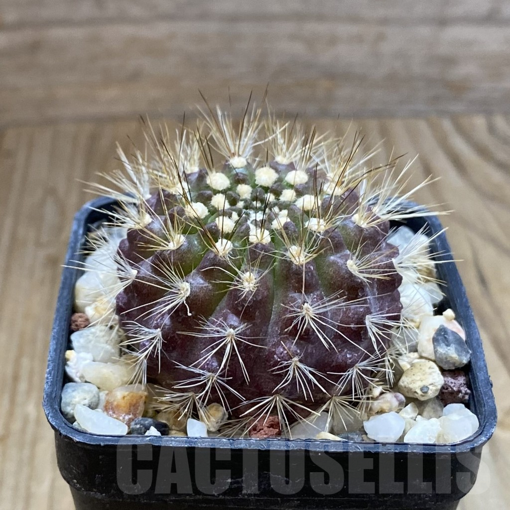 SH8074 Neoporteria villosa - Image 2