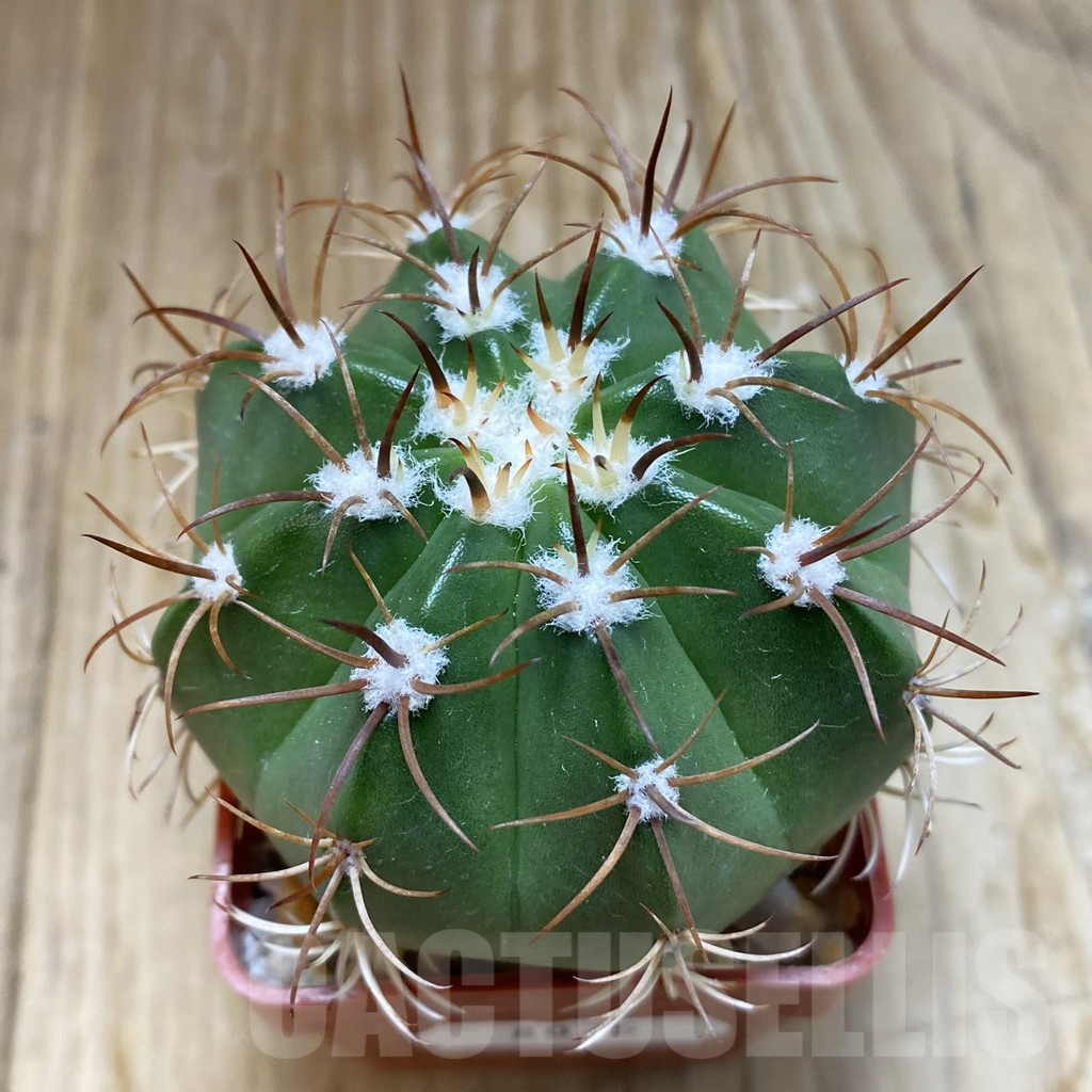 SH8075 Melocactus matanzanus