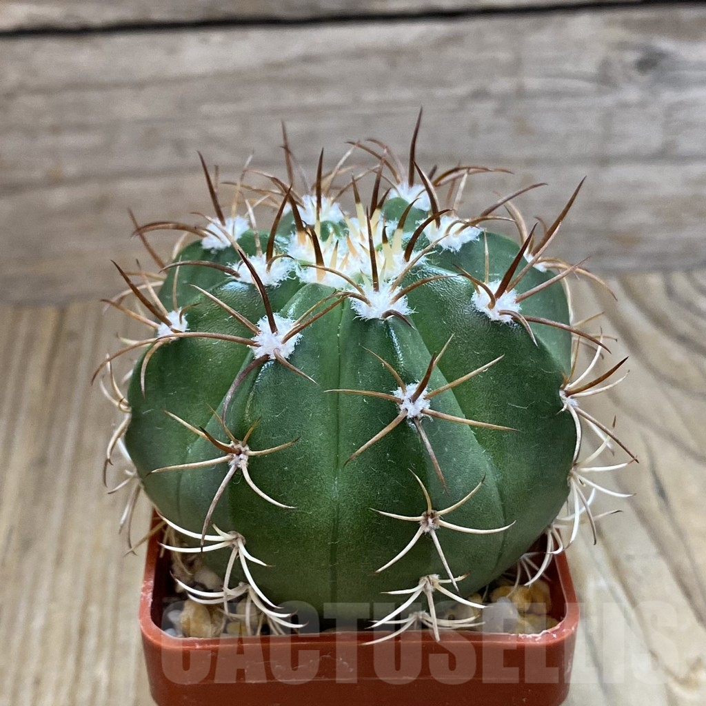 SH8075 Melocactus matanzanus - Image 2