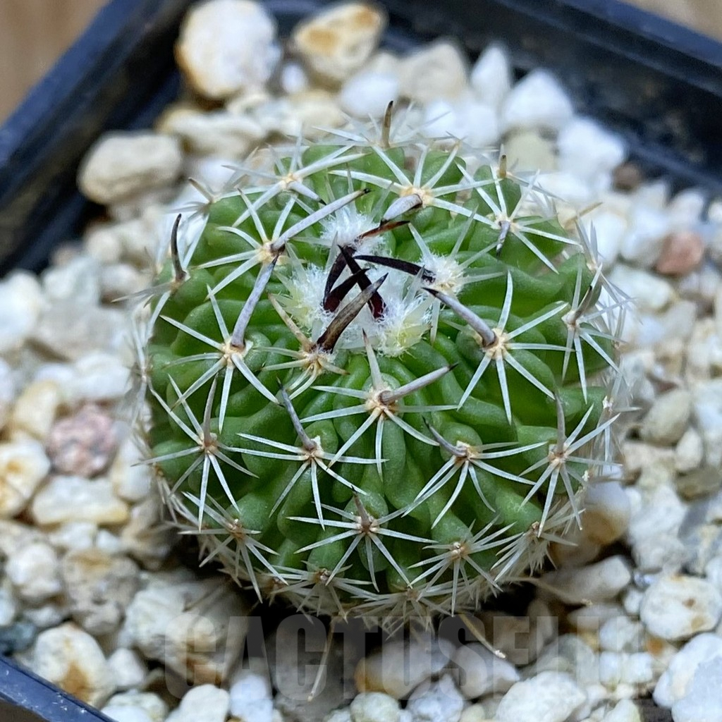 SH8076 Echinofossulocactus sp. CB 011075