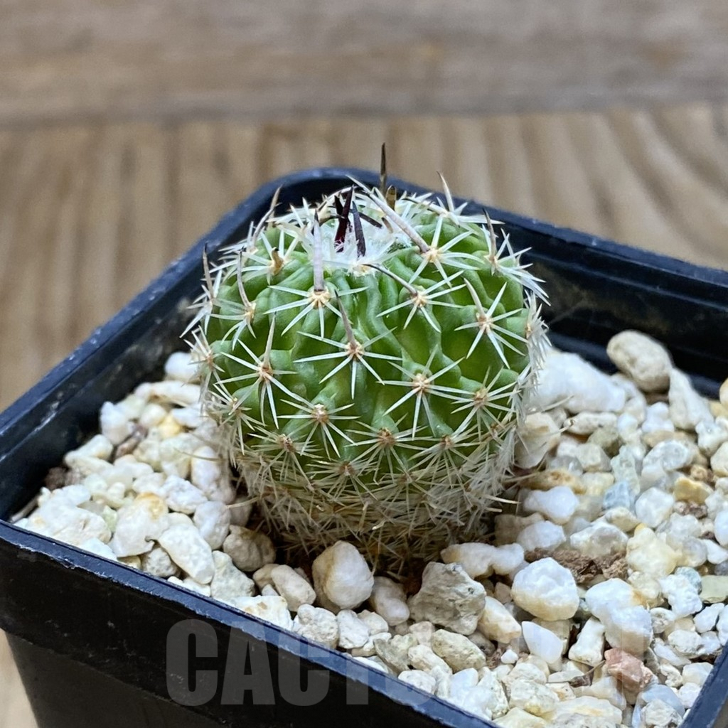 SH8076 Echinofossulocactus sp. CB 011075 - Image 2