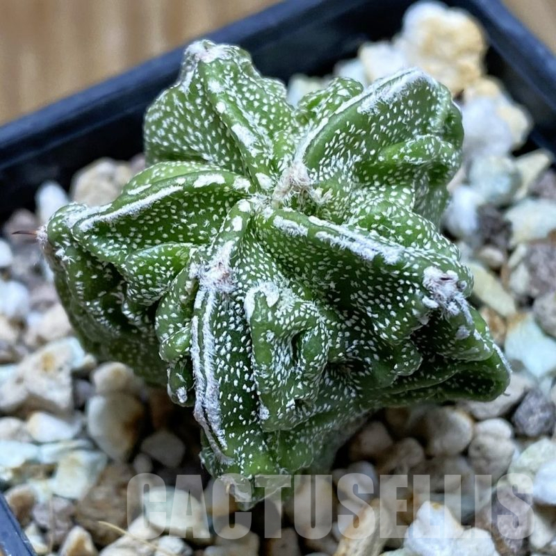 SH8062 Astrophytum myriostigma ‘Fukuryu’