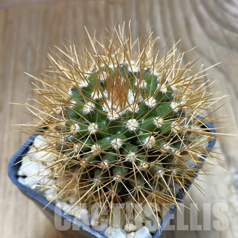 SH8083 Mammillaria nivosa