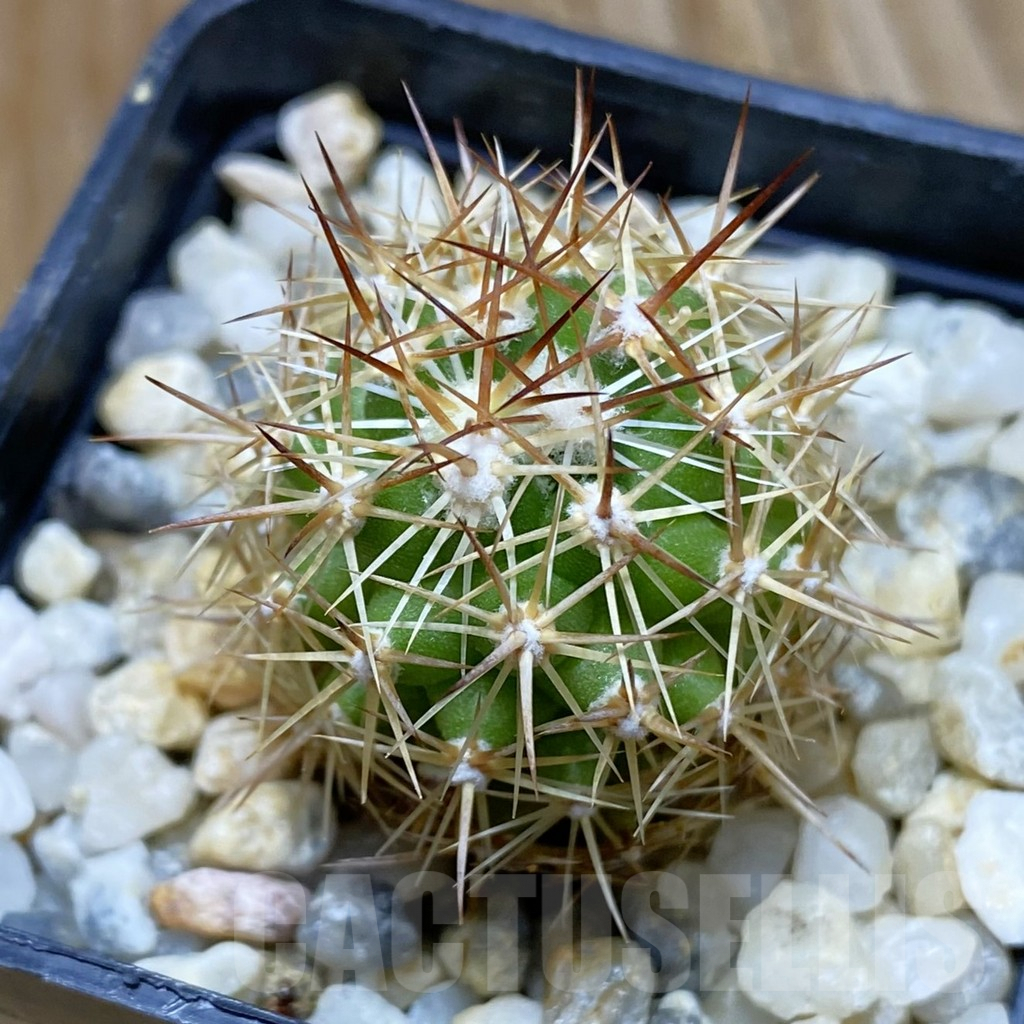 SH8086 Coryphantha sp.