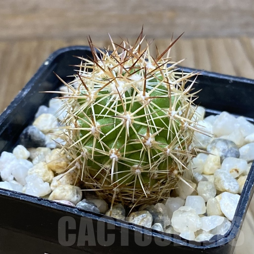 SH8086 Coryphantha sp. - 画像 (2)