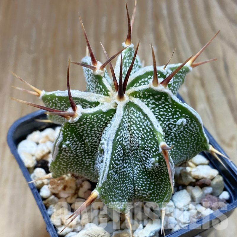 SH8063 Astrophytum ornatum hybrid
