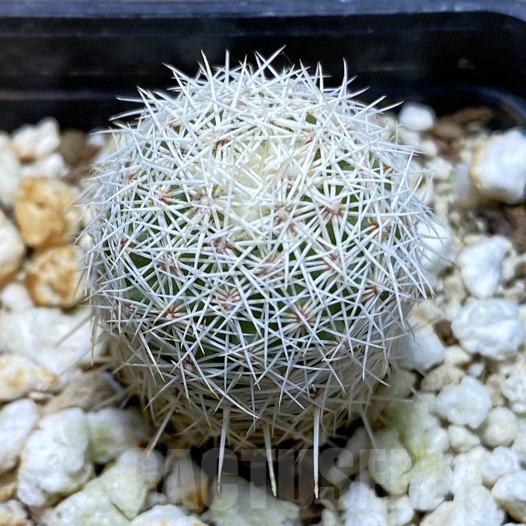 SH8088 Coryphantha werdermannii RUS-35