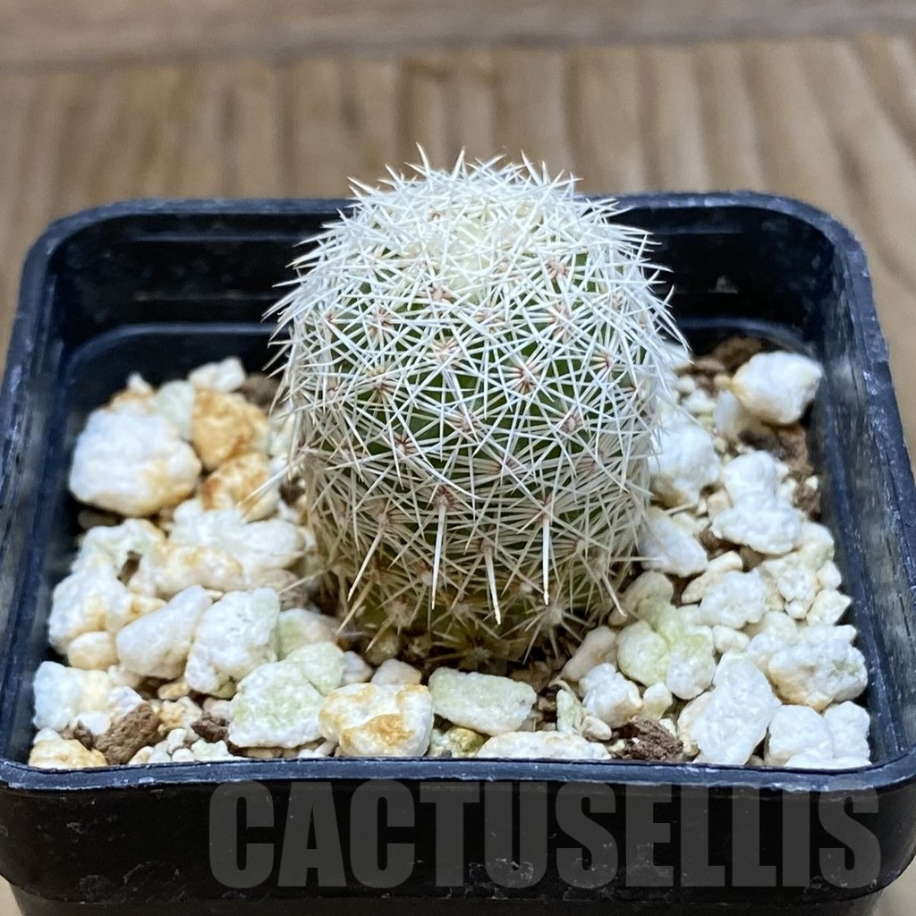 SH8088 Coryphantha werdermannii RUS-35 - Image 2