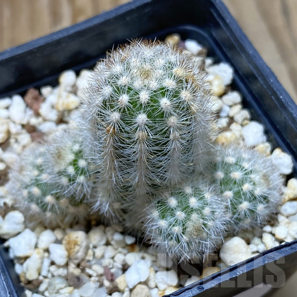 SH8089 Pygmaeocereus rowleyanus