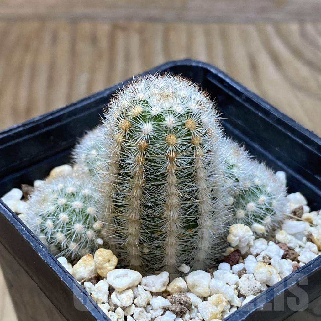 SH8089 Pygmaeocereus rowleyanus - Obrázek 2