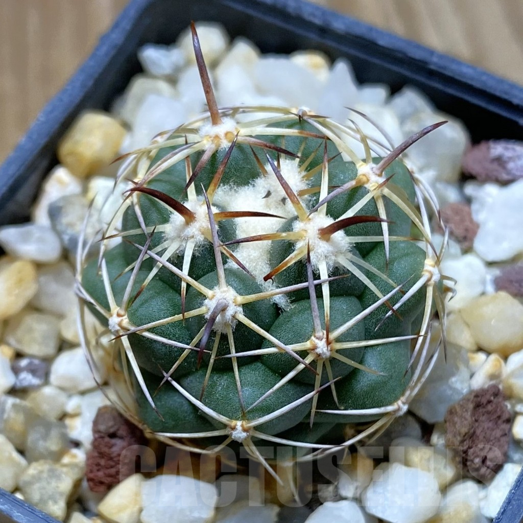 SH8090 Coryphantha schwarziana MG 135.4