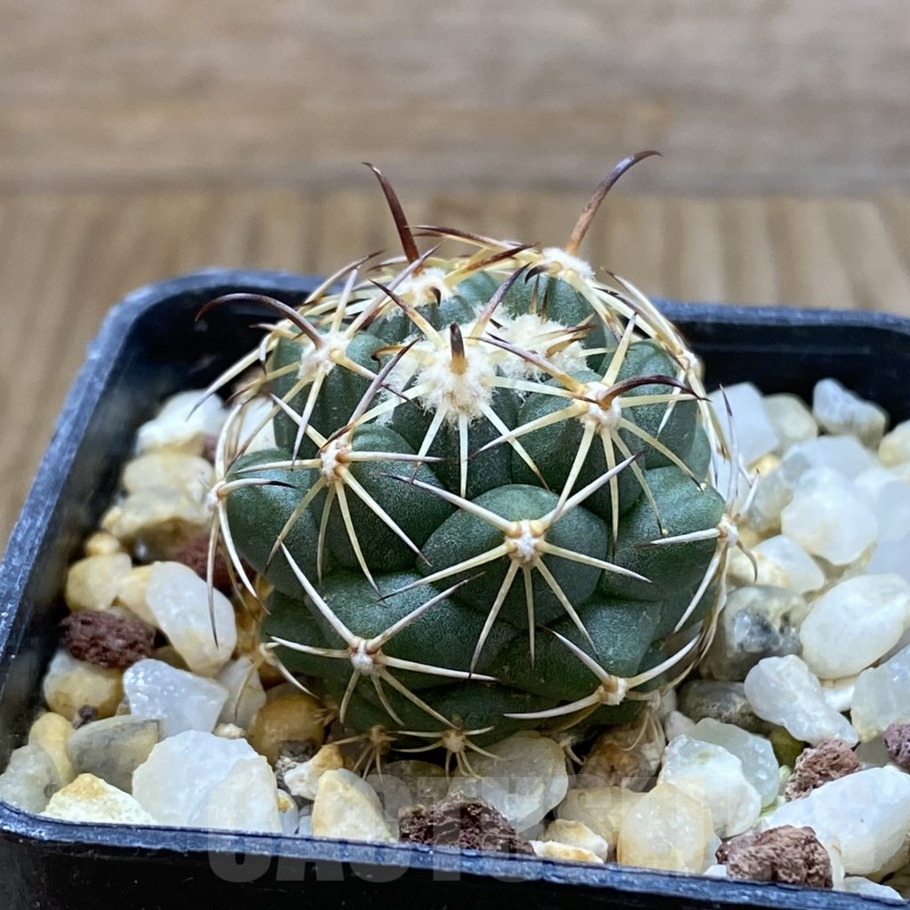 SH8090 Coryphantha schwarziana MG 135.4 - Imagen 2