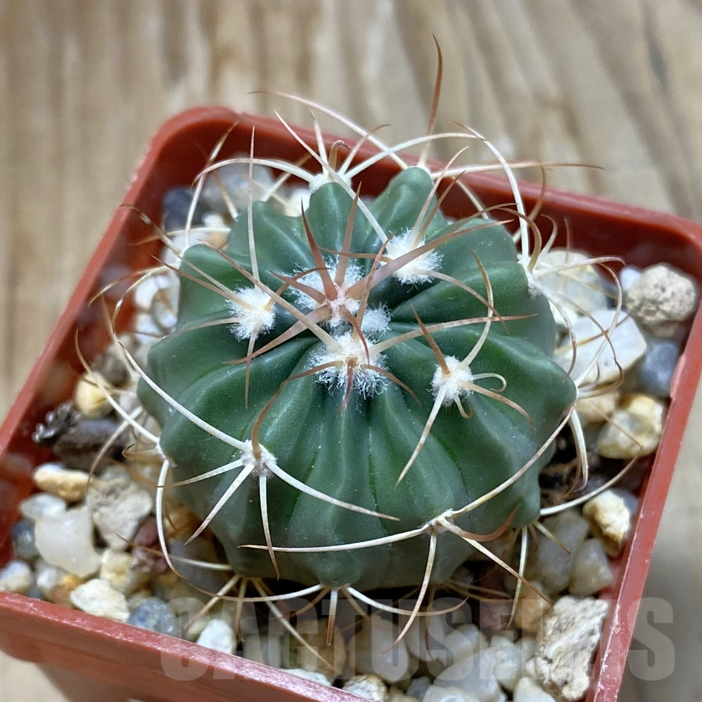 SH8091 Echinocactus texensis