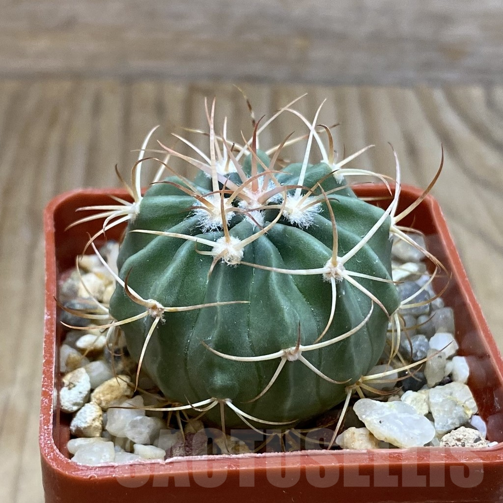 SH8091 Echinocactus texensis - Image 2