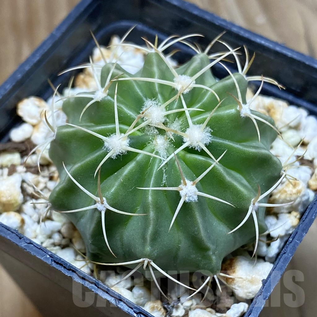 SH8092 Echinocactus texensis SB 1046