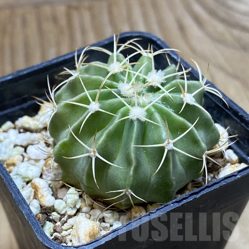 SH8092 Echinocactus texensis SB 1046 - Obrázek 2