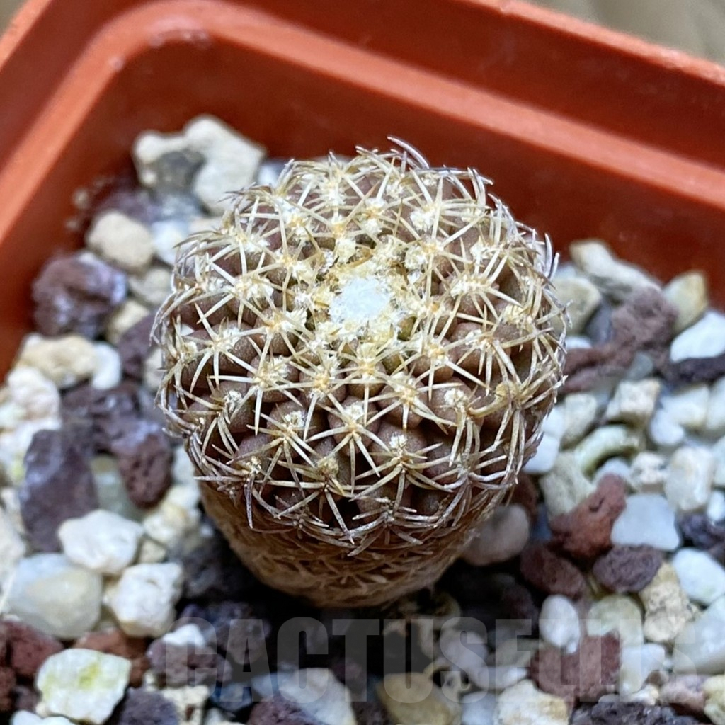 SH8093 Thelocephala aerocarpa