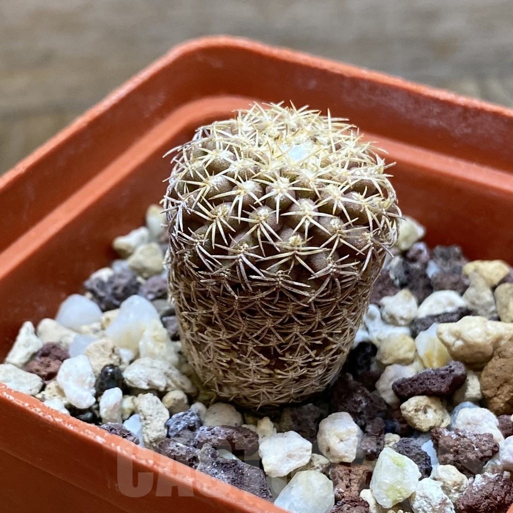 SH8093 Thelocephala aerocarpa - Image 2