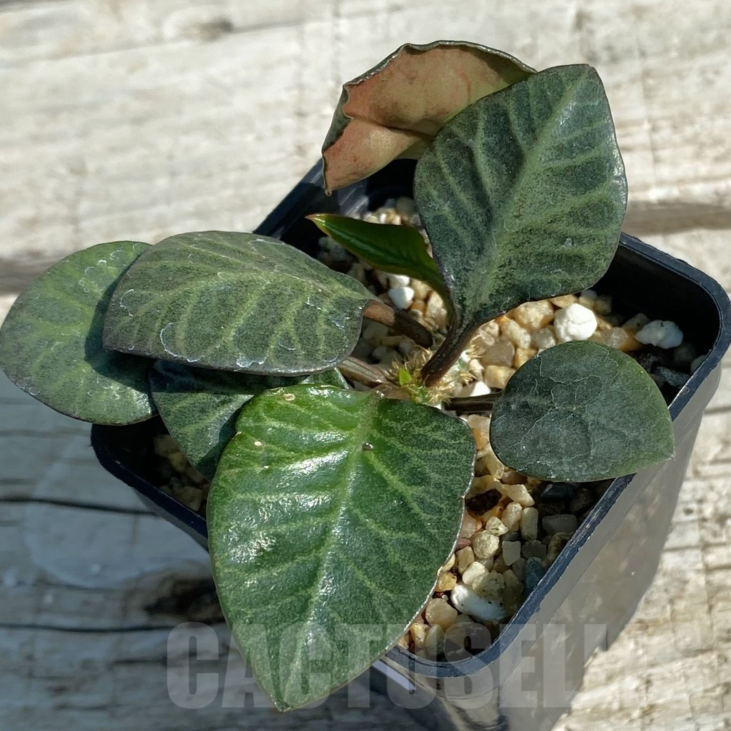 SH8214 Euphorbia francoisii hybrid