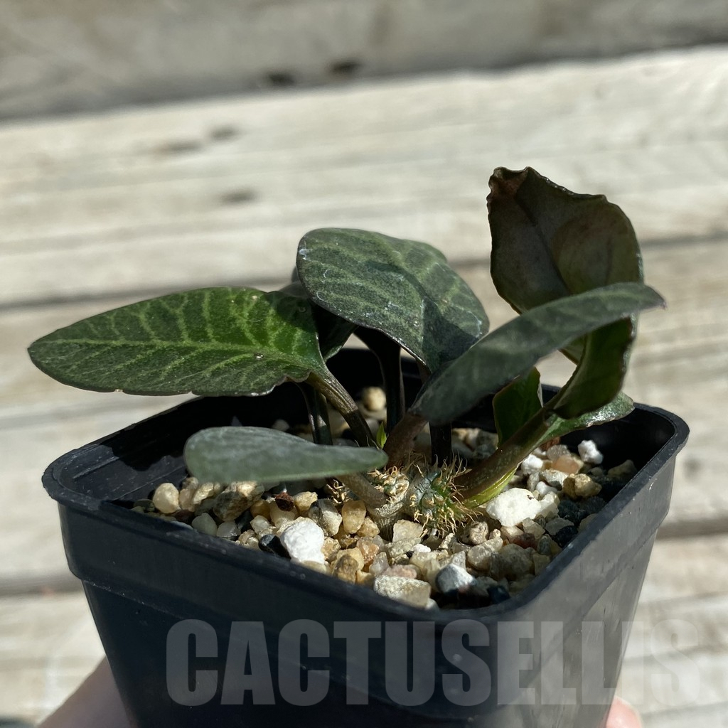 SH8214 Euphorbia francoisii hybrid - Image 2