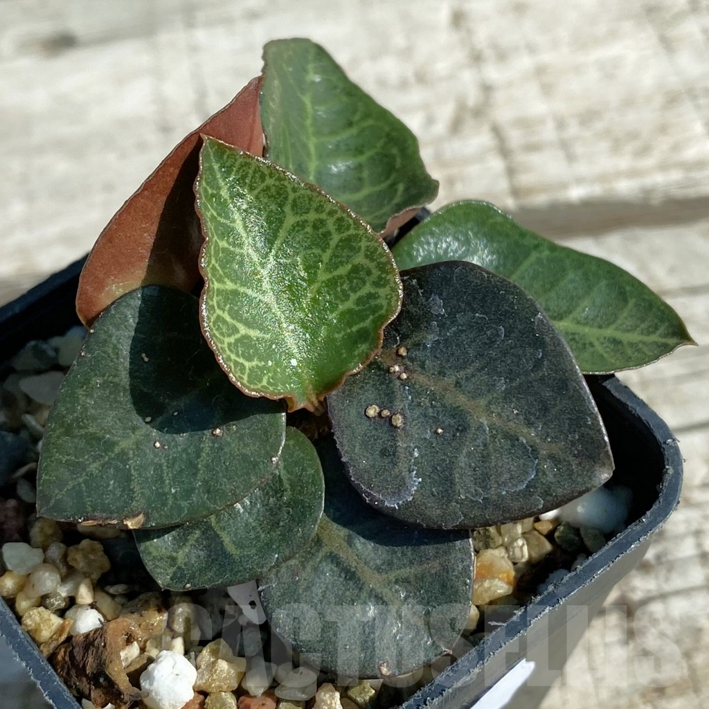 SH8215 Euphorbia francoisii hybrid