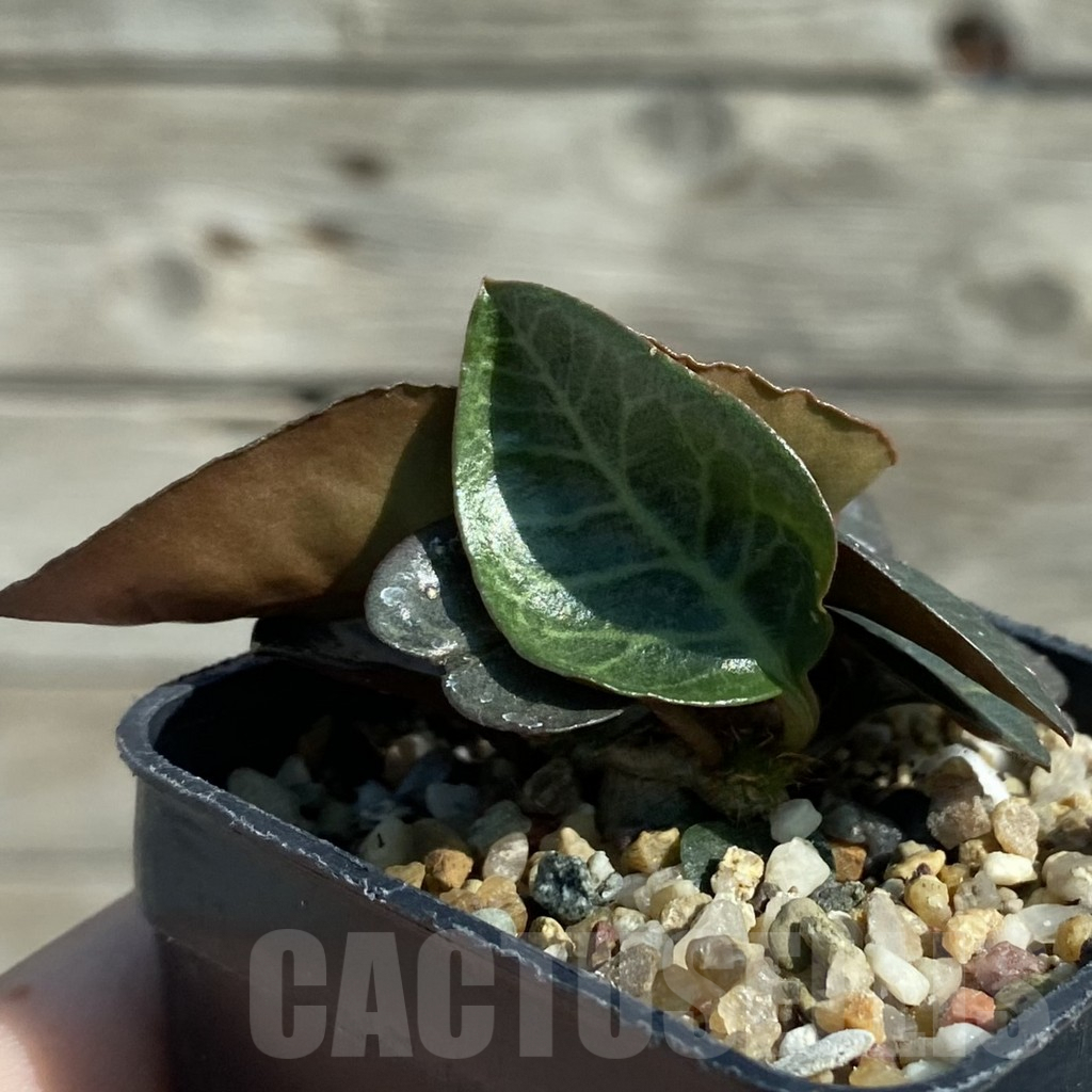 SH8215 Euphorbia francoisii hybrid - immagine 2