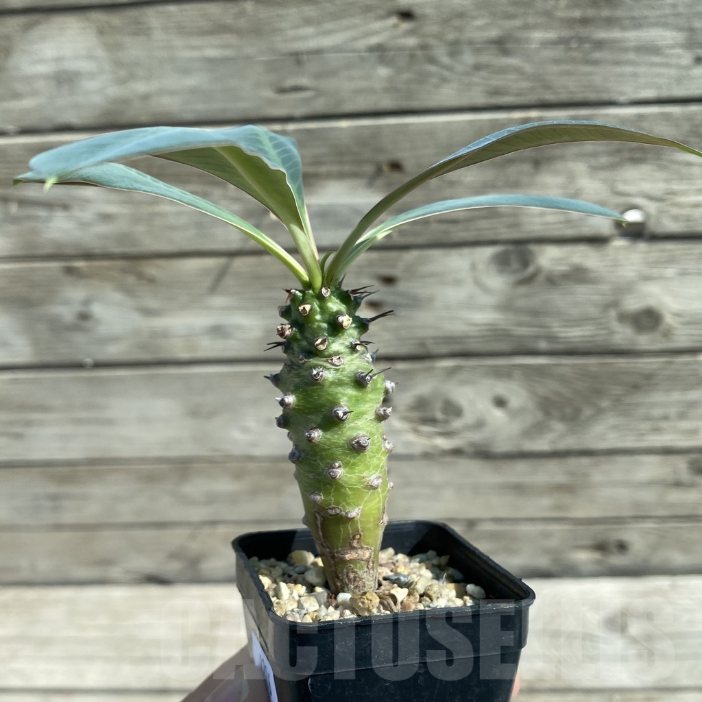 SH8216 Euphorbia pachypodioides - Image 2