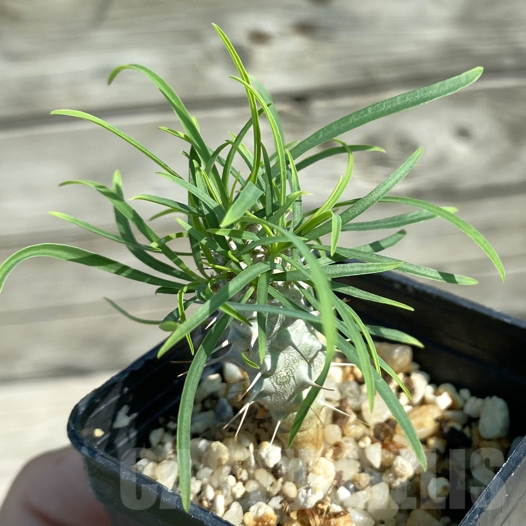 SH8217 Euphorbia gottlebei