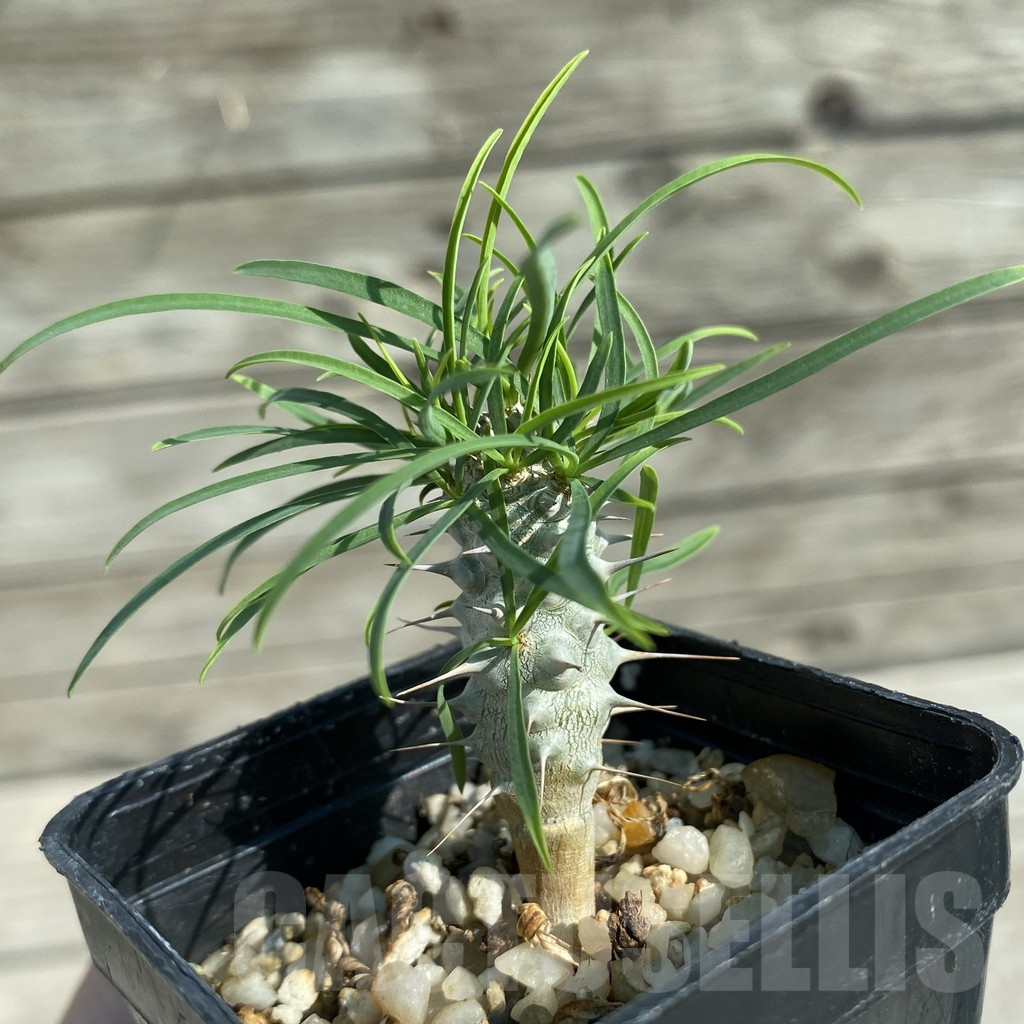 SH8217 Euphorbia gottlebei - Image 2