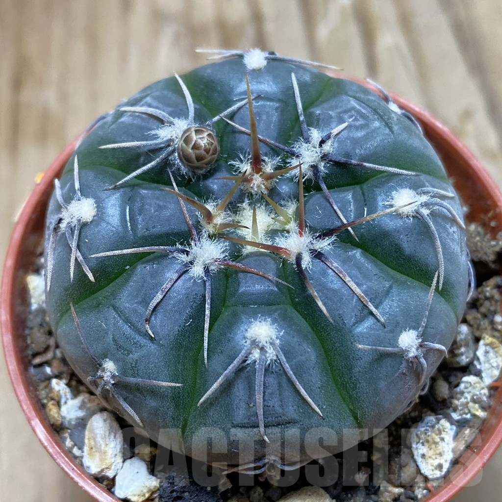 SH8221 Gymnocalycium berchtii VS 161 -Chanares, San Luis-