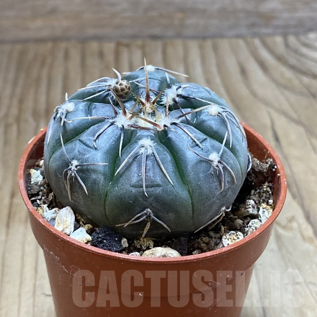 SH8221 Gymnocalycium berchtii VS 161 -Chanares, San Luis- - Image 2