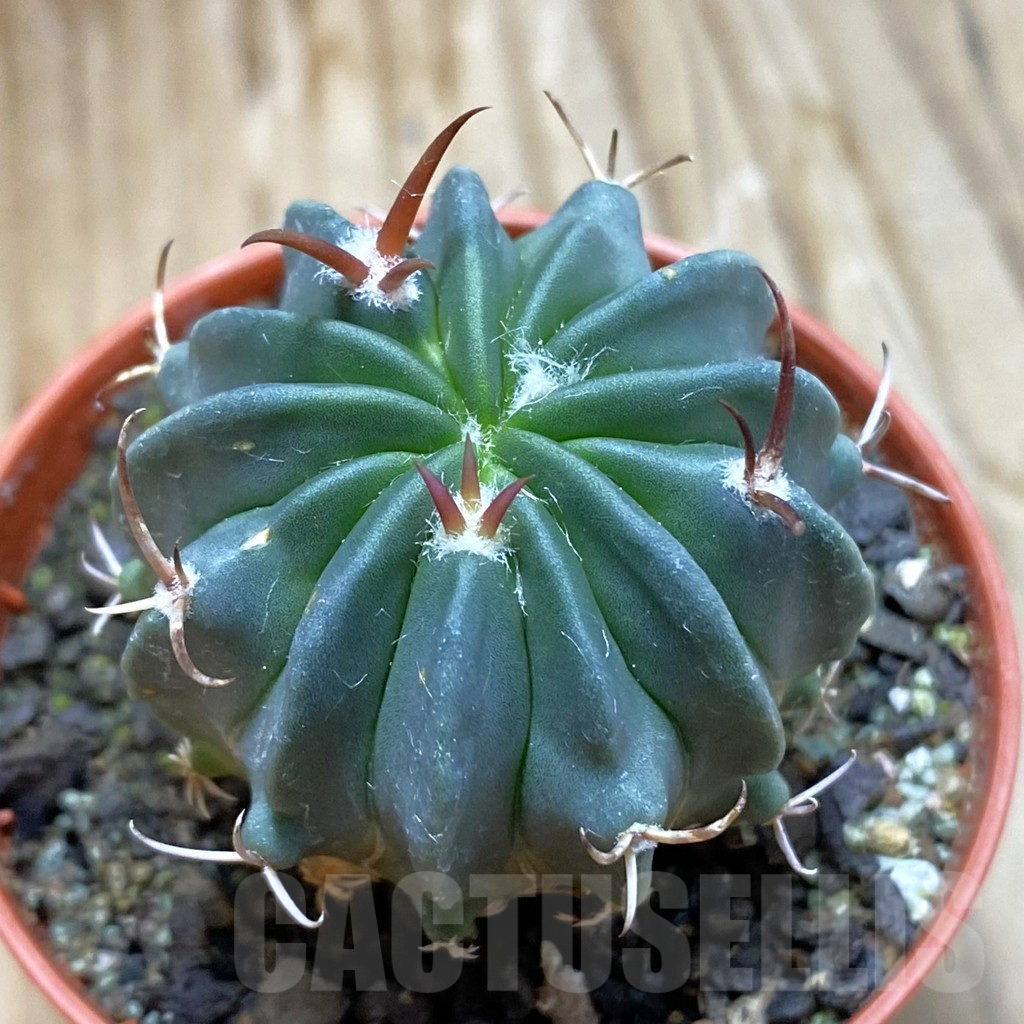 SH8223 Echinofossulocactus coptonogonus PP 959