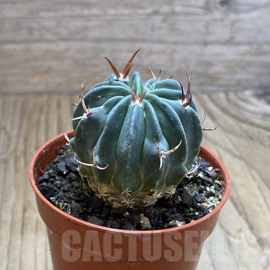 SH8223 Echinofossulocactus coptonogonus PP 959 - 画像 (2)