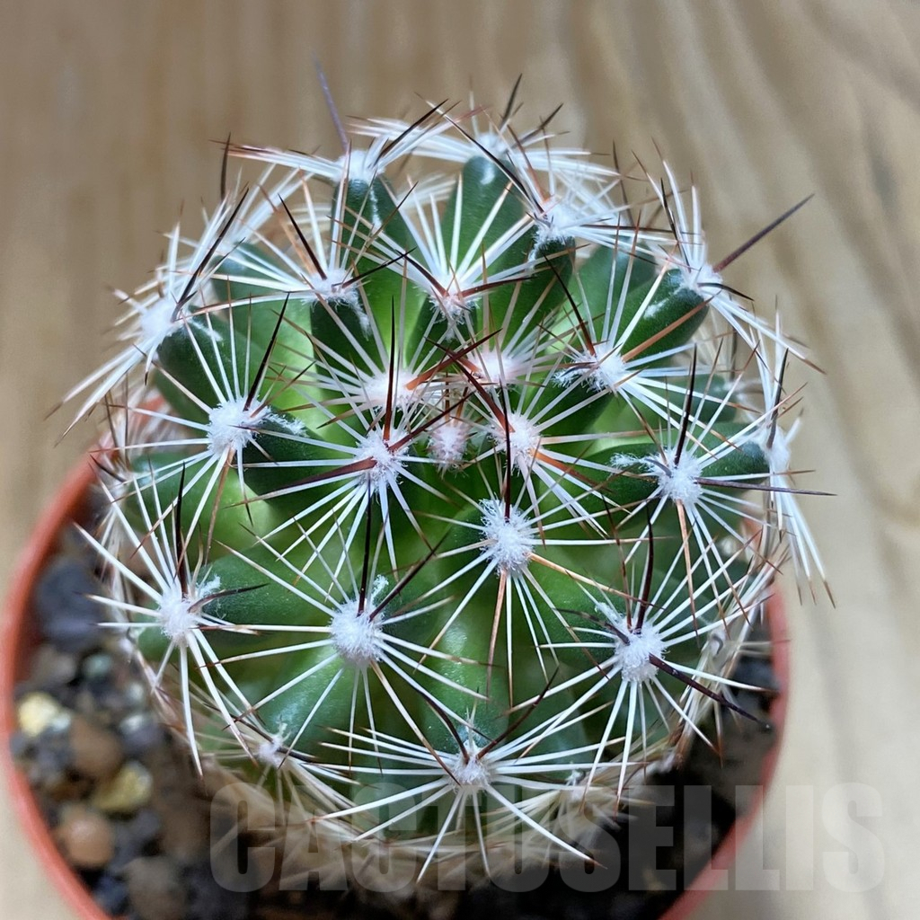 SH8224 Coryphantha vivipara SB 129