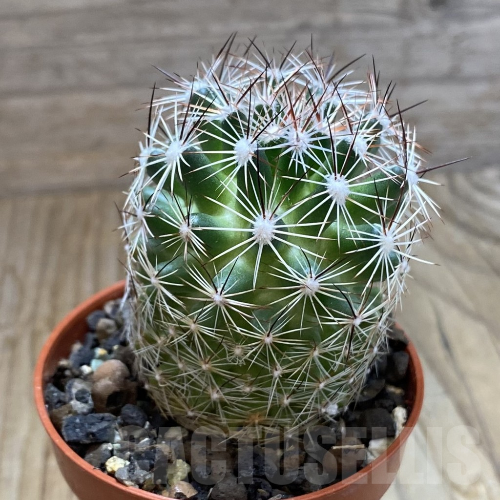 SH8224 Coryphantha vivipara SB 129 - immagine 2