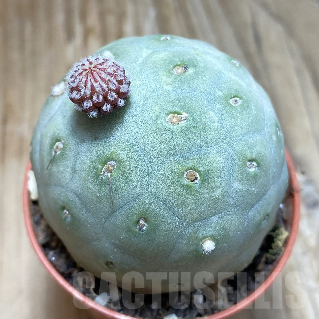SH8226 Tephrocactus geometricus