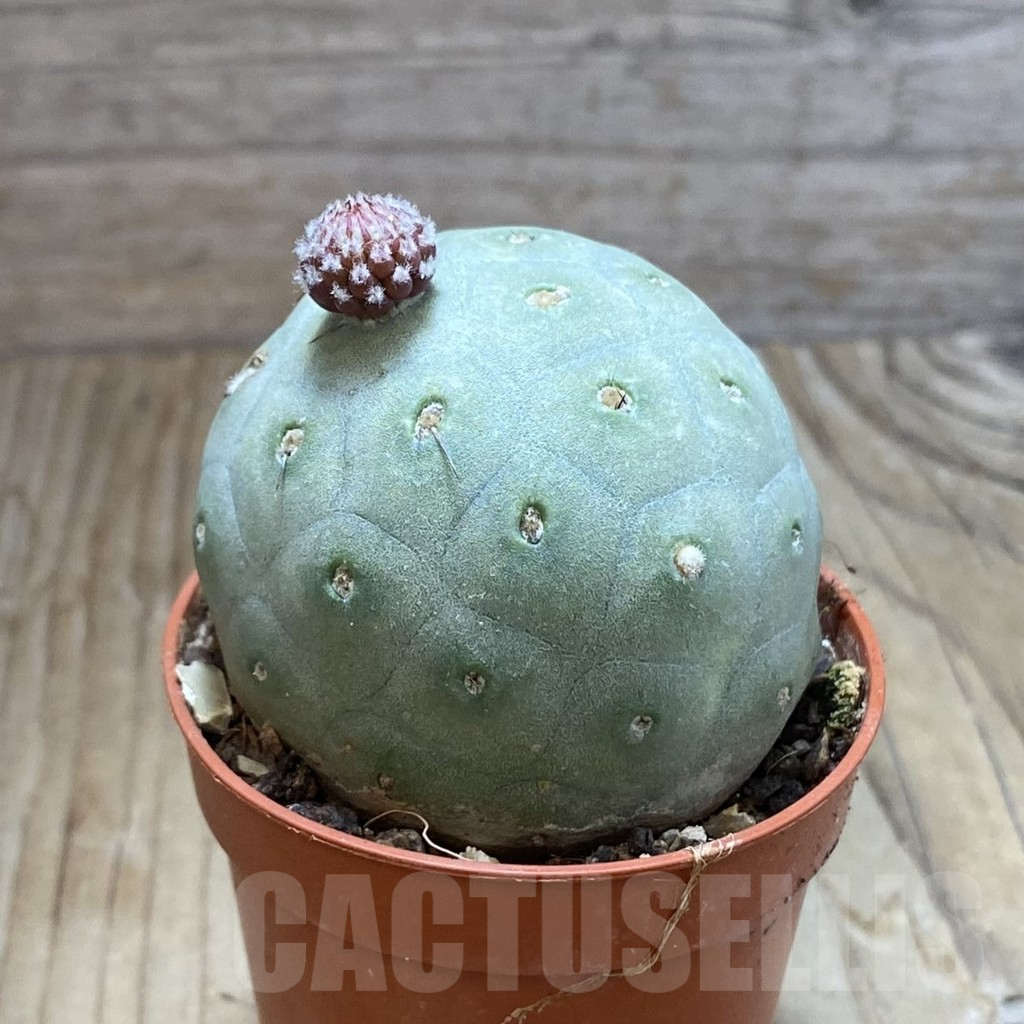SH8226 Tephrocactus geometricus - immagine 2