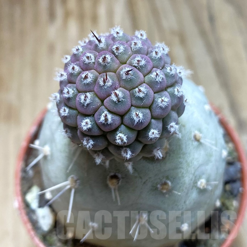 SH8227 Tephrocactus geometricus