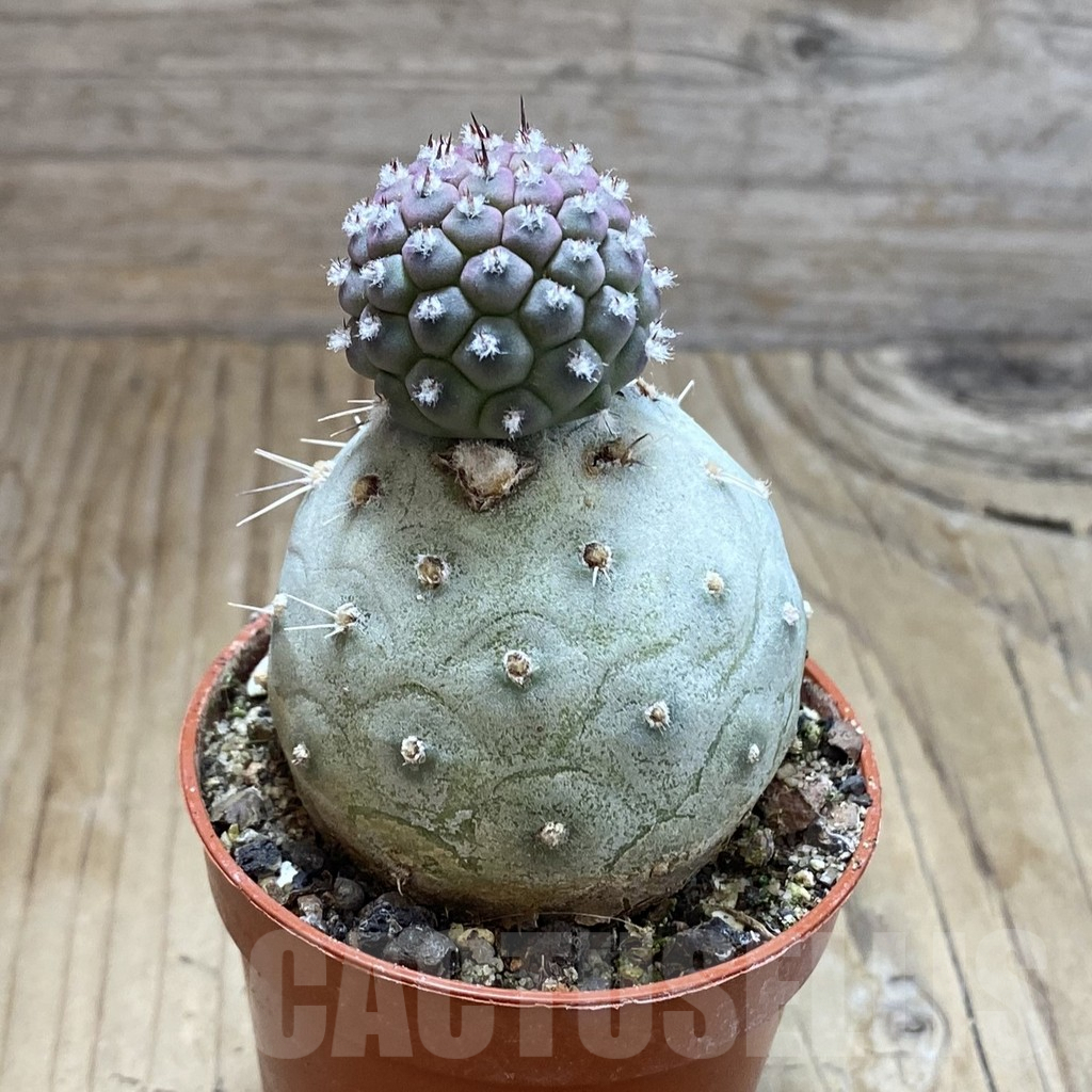 SH8227 Tephrocactus geometricus - immagine 2