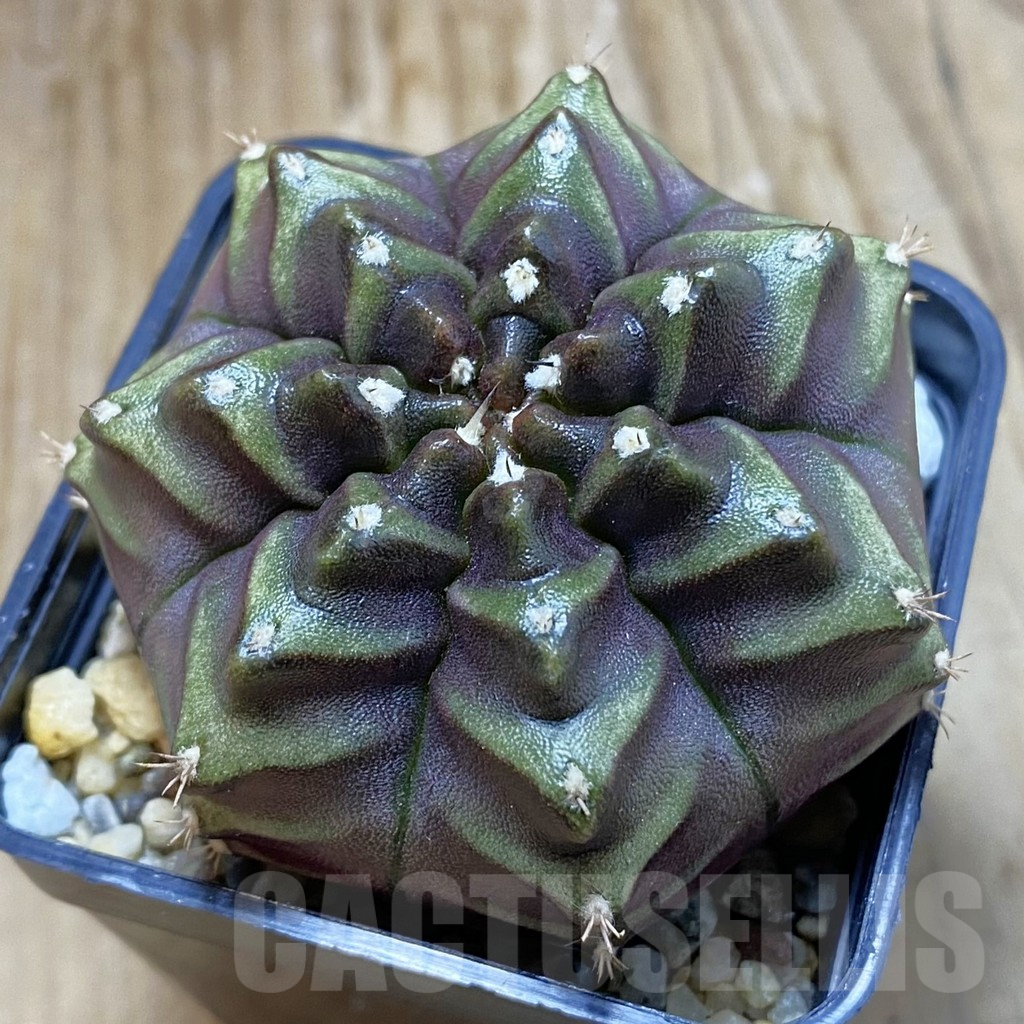 SH8230 Gymnocalycium mihanovichii ‘Nana’ x ‘Day Dream’, seedling