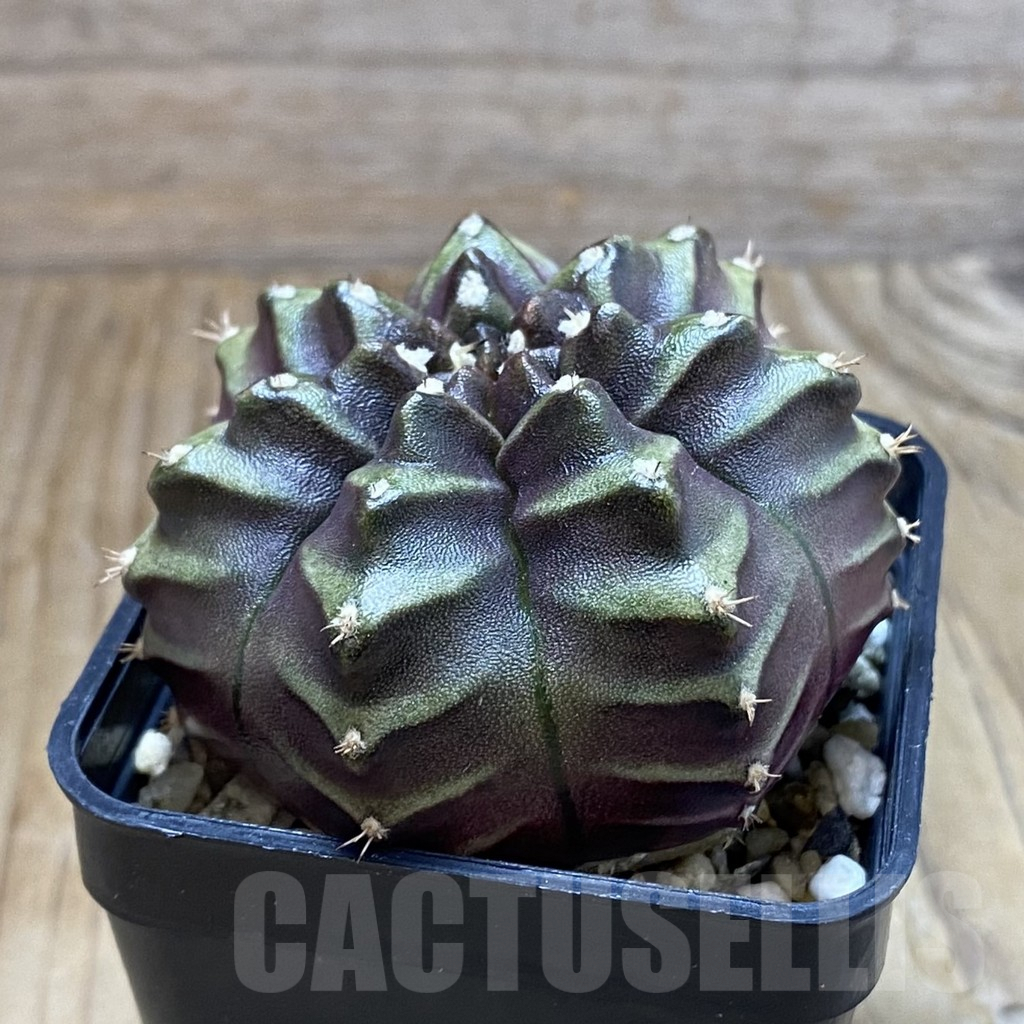 SH8230 Gymnocalycium mihanovichii ‘Nana’ x ‘Day Dream’, seedling - Image 2