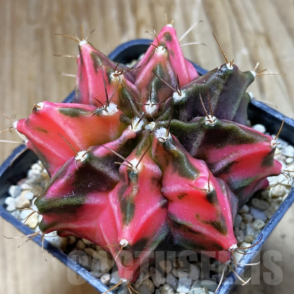 SH8231 Gymnocalycium mihanovichii f. variegata, seedling